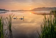 Steve Docwra - Swan Lake